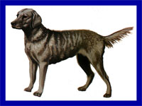 a well breed Chesapeake Bay Retriever dog